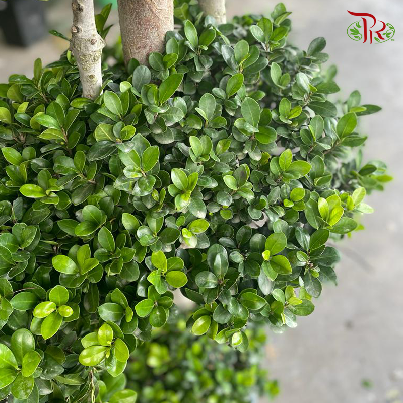 Ficus Microcarpa 3 Layers ▪ *in polybag* 《人参榕》-Pudu Ria Florist-prflorist.com.my