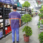 Ficus Microcarpa 5ft《人参榕》