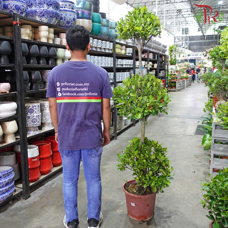 Ficus Microcarpa 5ft《人参榕》