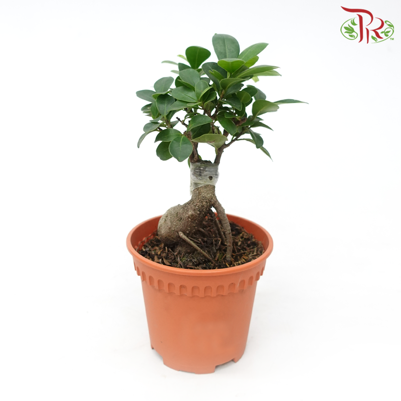 Ficus Microcarpa 《人参榕》-Pudu Ria Florist-prflorist.com.my