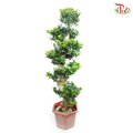 Ficus Microcarpa  'S'《人参榕》