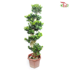 Ficus Microcarpa  'S'《人参榕》