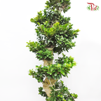 Ficus Microcarpa  'S'《人参榕》