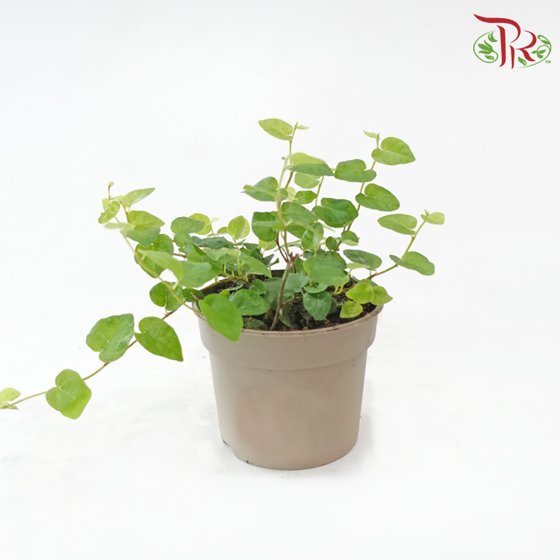 Ficus Pumila Green Sunny 90 - 10cm《花叶薜荔》-Pudu Ria Florist-prflorist.com.my