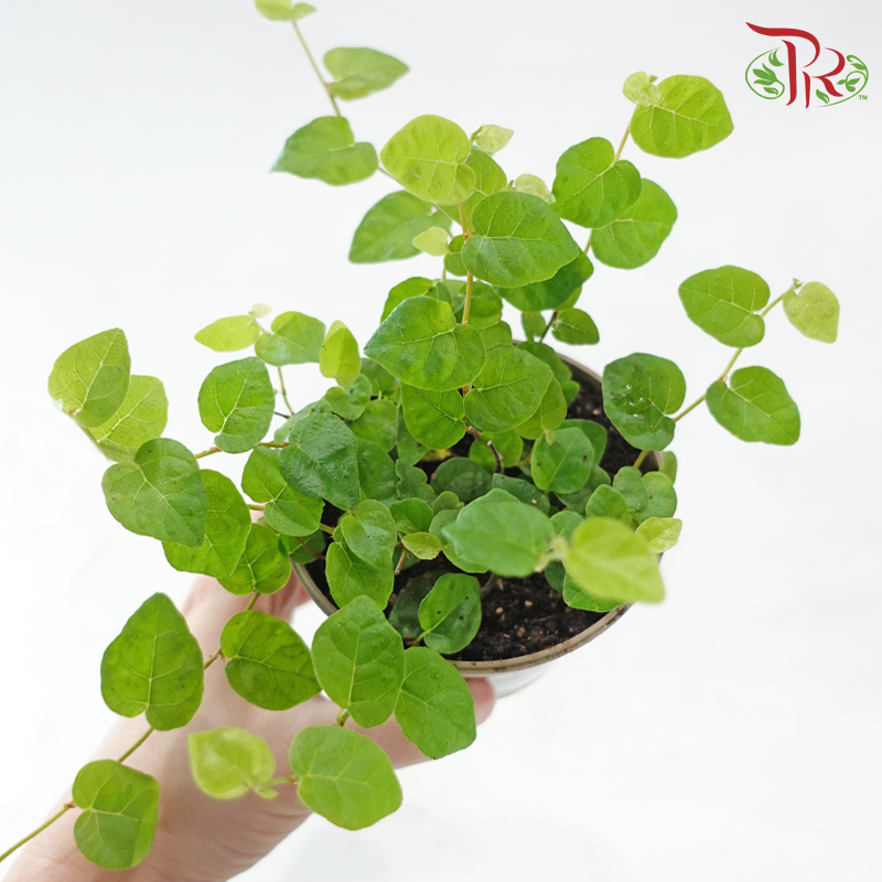 Ficus Pumila Green Sunny 90 - 10cm《花叶薜荔》-Pudu Ria Florist-prflorist.com.my