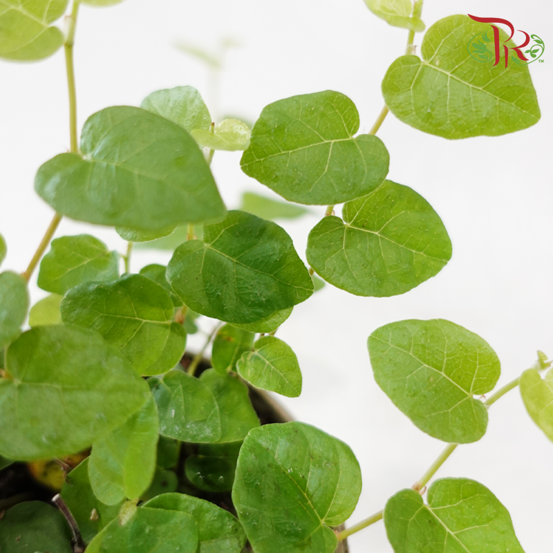 Ficus Pumila Green Sunny 90 - 10cm《花叶薜荔》-Pudu Ria Florist-prflorist.com.my