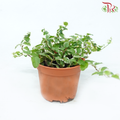Ficus Pumila Variegated P80《花叶薜荔》-Pudu Ria Florist-prflorist.com.my