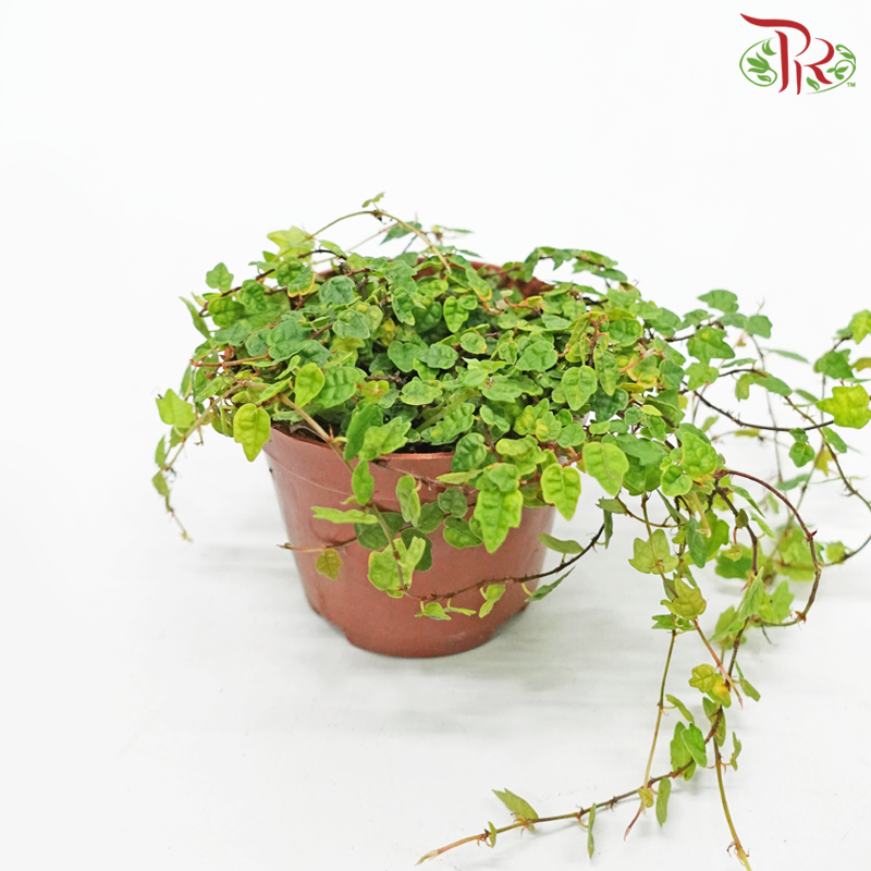 Ficus Pumila《花叶薜荔》- Green-Green-Pudu Ria Florist-prflorist.com.my