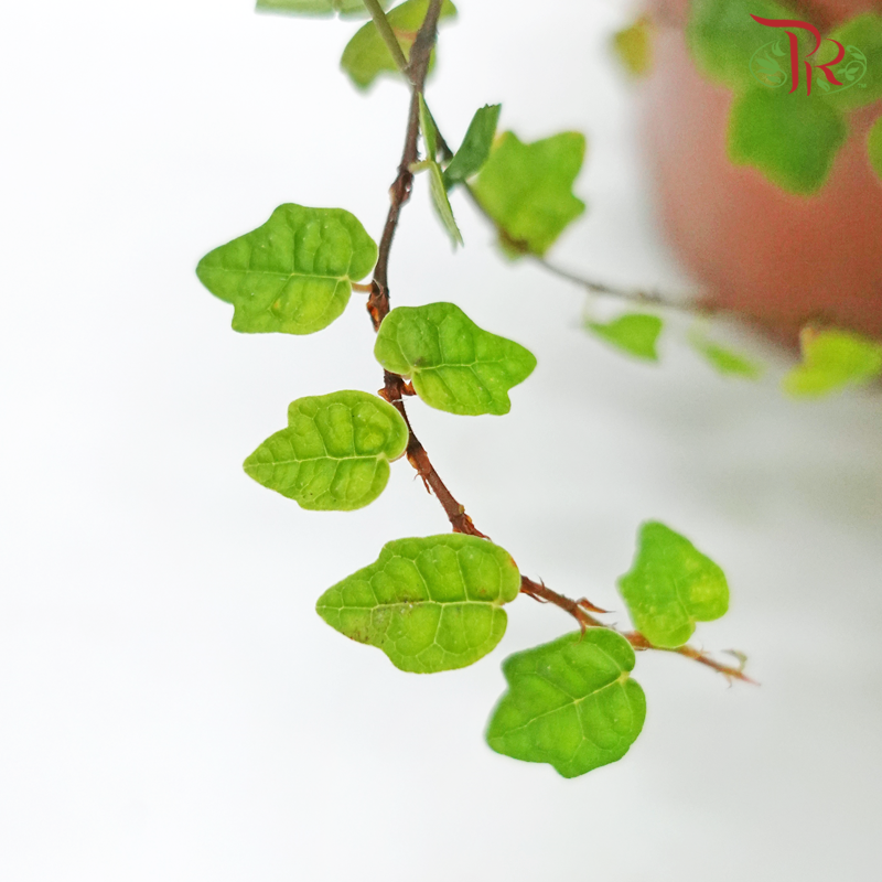 Ficus Pumila《花叶薜荔》- Green-Green-Pudu Ria Florist-prflorist.com.my