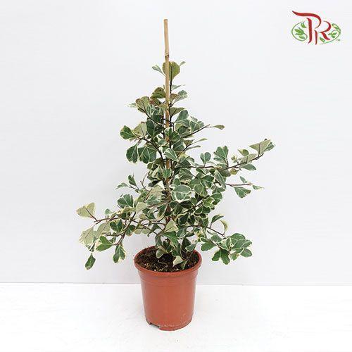 Ficus Sweetheart《三角榕》-Pudu Ria Florist-prflorist.com.my