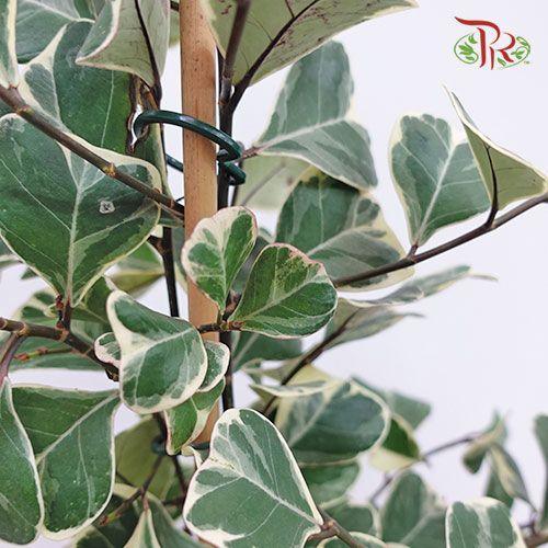 Ficus Sweetheart《三角榕》-Pudu Ria Florist-prflorist.com.my