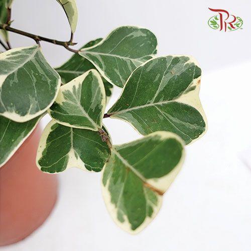 Ficus Sweetheart《三角榕》-Pudu Ria Florist-prflorist.com.my