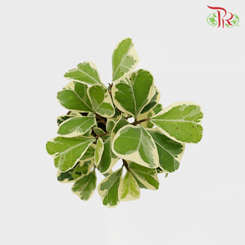 Ficus Sweetheart《三角榕》