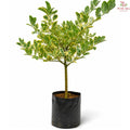 Citrus Limon Variegated (2'OH) T09