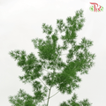 Fish Leaf - Per Bundle-China-prflorist.com.my