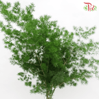 Fish Leaf - Per Bundle-China-prflorist.com.my