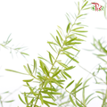 Fish Tail Leaf - (Per Bunch)-China-prflorist.com.my