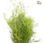 Fish Tail Leaf - (Per Bunch)-China-prflorist.com.my