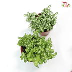 Fittonia《网纹草》