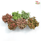 Fittonia《网纹草》