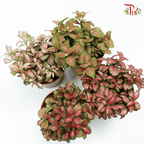 Fittonia《网纹草》
