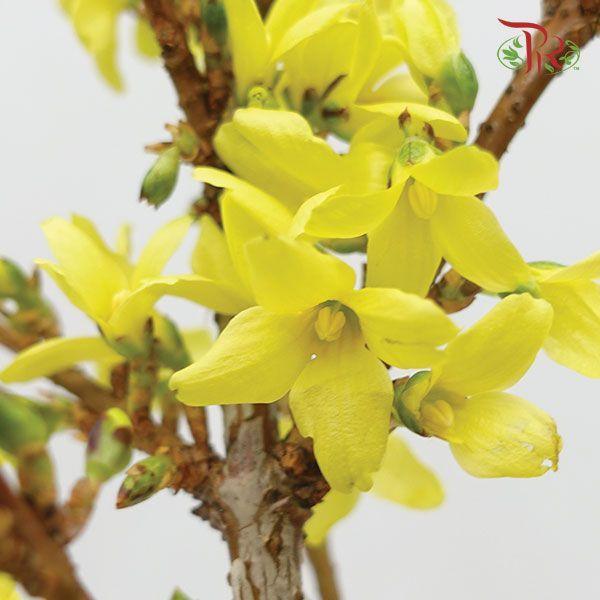 Forsythia - (2 Stems)-Netherland-prflorist.com.my