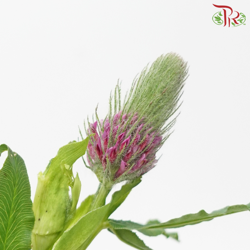 Foxtail Flower - (Per Bunch)-China-prflorist.com.my