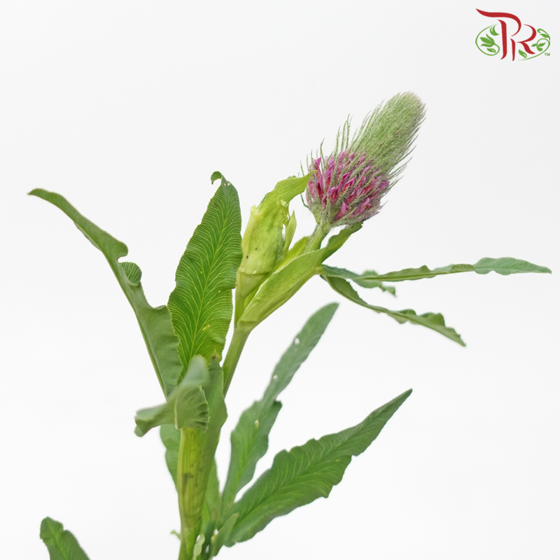 Foxtail Flower - (Per Bunch)-China-prflorist.com.my