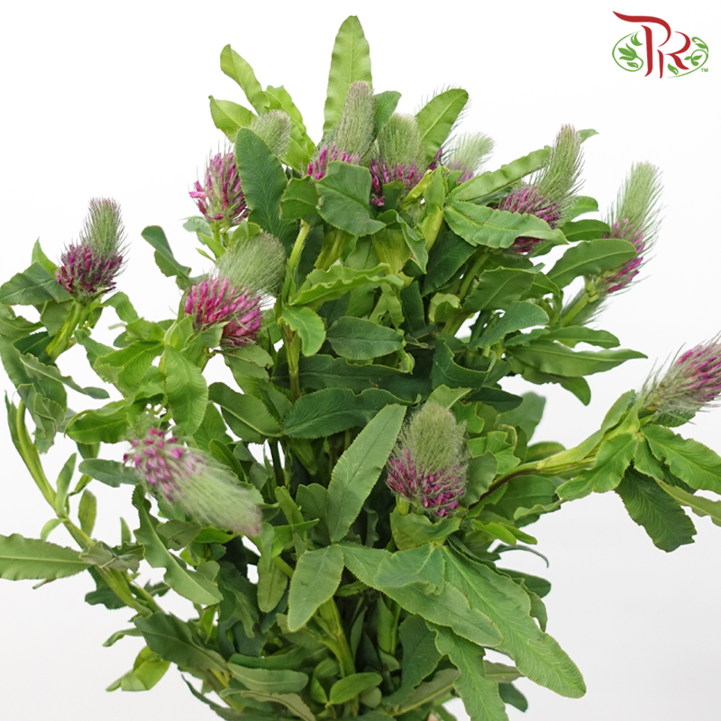 Foxtail Flower - (Per Bunch)-China-prflorist.com.my