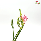 Freesia - Pink (10 Stems)-Pink-China-prflorist.com.my