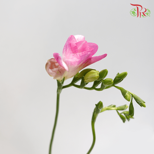 Freesia - Pink (5 Stems)-Pink-Netherland-prflorist.com.my