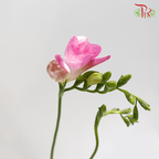 Freesia - Pink (5 Stems)-Pink-Netherland-prflorist.com.my