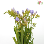 Freesia - Purple (10 Stems)-Purple-China-prflorist.com.my
