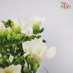 Freesia - White (10 Stems)-White-China-prflorist.com.my