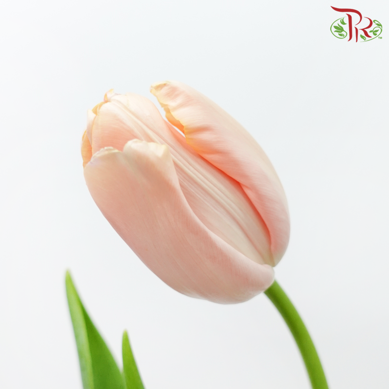 French Tulip (5 Stems)-Apricot-Import-prflorist.com.my