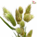 Fresh Bunny Tail / Rabbit Tail - (Per Bunch)-China-prflorist.com.my