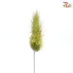 Fresh Bunny Tail / Rabbit Tail - (Per Bunch)-China-prflorist.com.my
