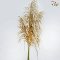 Fresh Pampas - (5 Stems)-China-prflorist.com.my