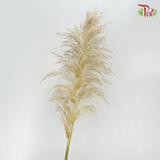 Fresh Pampas - (5 Stems)-China-prflorist.com.my
