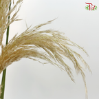 Fresh Pampas - (5 Stems)-China-prflorist.com.my