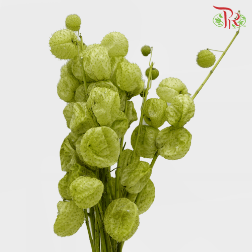 Fruit Casa-Malaysia-prflorist.com.my