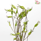 Fruit of Gardenia - (Per Bunch)-China-prflorist.com.my