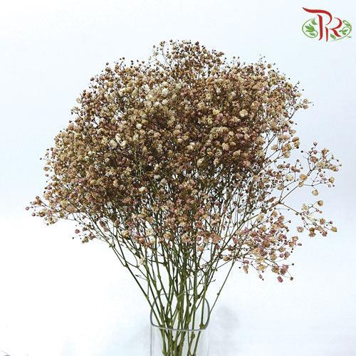F'Sani Baby's Breath Dyed - Brown (10 Stems)-Brown-Ecd-prflorist.com.my