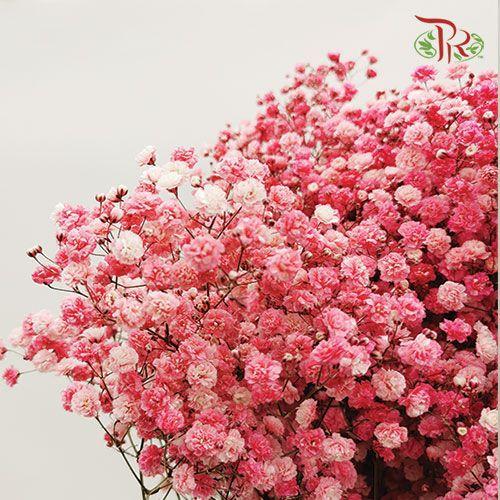 F'Sani Baby's Breath Dyed - Red (10 Stems)-Red-Ecd-prflorist.com.my