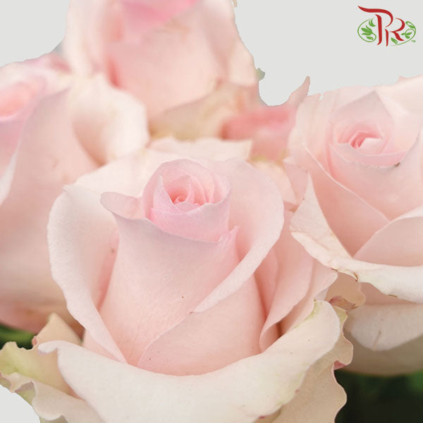 F'tina - Madona Pink (10 Stems)-Pink-Ecd-prflorist.com.my