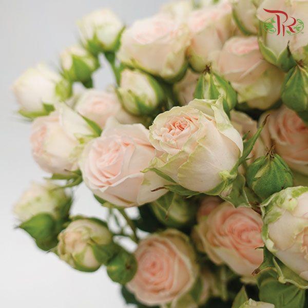 F'tina Rose Spray - Fibonaci Green Pink (10 Stems)-Ecd-prflorist.com.my