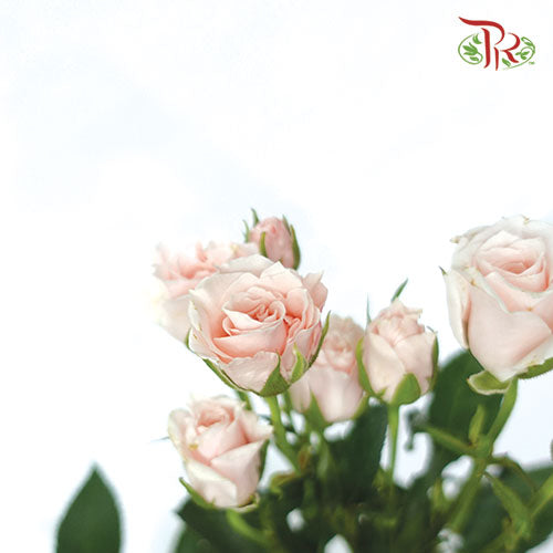 F'tina Rose Spray Scented - Pink (10 Stems)-Pink-Ecd-prflorist.com.my