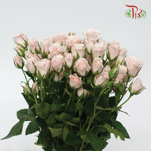 F'tina Rose Spray Scented - Pink (10 Stems)-Pink-Ecd-prflorist.com.my
