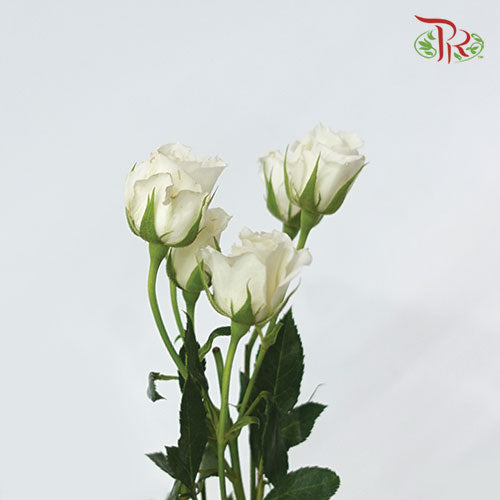 F'tina Rose Spray Scented - White (10 Stems)-White-Ecd-prflorist.com.my