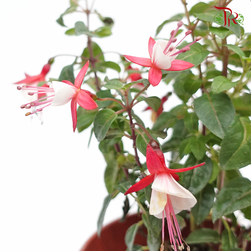 Fuchsia 《倒挂金钟》